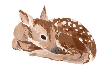 Baby deer