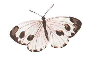 Hand drawn butterfly insect