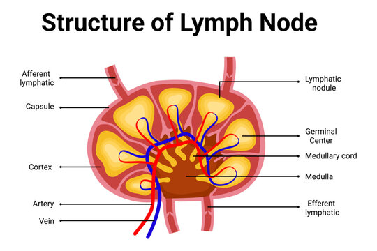 Structure of Lymph node diagram for education illustration 