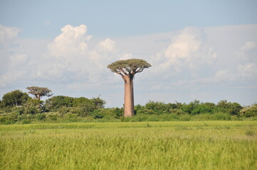 Beautiful green landscape with towering baobab tree, Madagascar