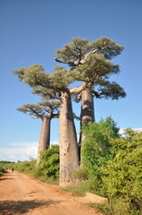 Alley of the Baobabs in Western Madagascar
