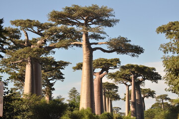 The Baobab Alley in Western Madagascar