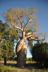 View of the Baobab Amoureux - two endemic baobab trees that twisted to each other as they grew, Western Madagascar, Africa