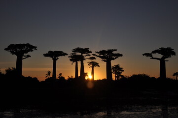 Silhouette of towering baobab trees against the sunset sky in Madagascar, View of Avenue of the Baobabs from the swamps