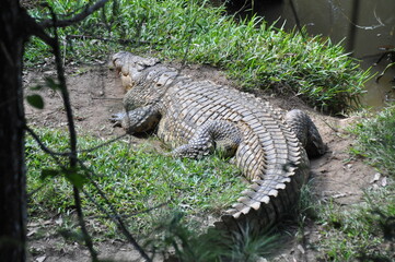 Giant Malagasy Nile crocodile in natural habitat of Madagascar