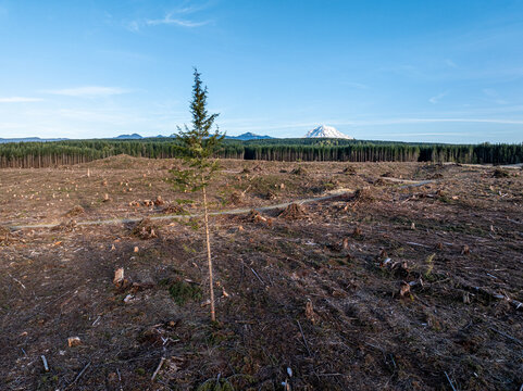 Aerial view of a solitary tree stands defiant amidst a landscape scarred by logging, with Mount Rainier's snowy peak distant, Carbonado, Washington, United States.