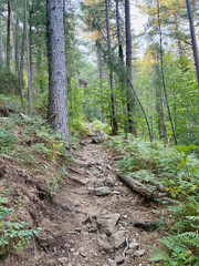 Tronc d'arbre sur le GR20 en Corse