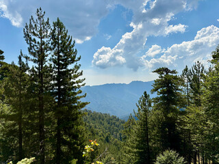 Paysage forestier sur le GR20 en Corse
