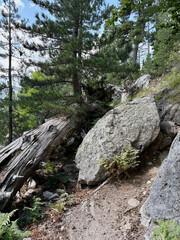 Paysage forestier sur le GR20 en Corse