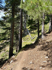 Paysage forestier sur le GR20 en Corse