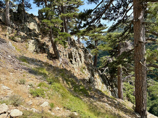 Paysage forestier sur le GR20 en Corse