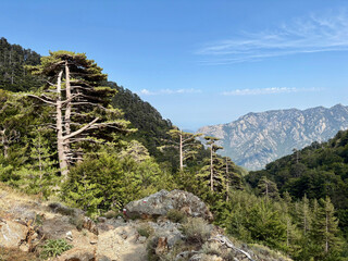 Paysage forestier sur le GR20 en Corse