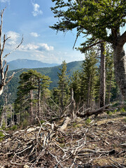 Paysage forestier sur le GR20 en Corse