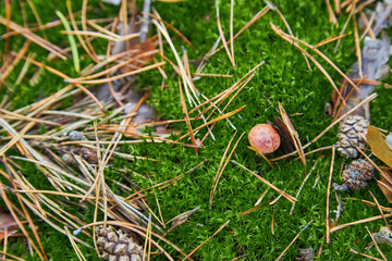 Mushroom and Moss on Forest Floor