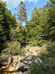 Paysage forestier sur le GR20 en Corse