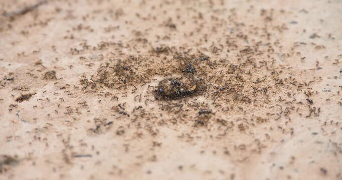 (Lasius niger) Nest of Lasius niger, many ants on the ground.