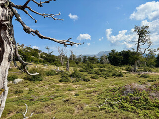 Paysage forestier sur le GR20 en Corse