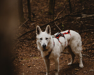 Close-up of a White Swiss Shepherd dog with a red harness standing on a forest trail in the Alps. The dog gazes directly into the camera with alert and intelligent eyes