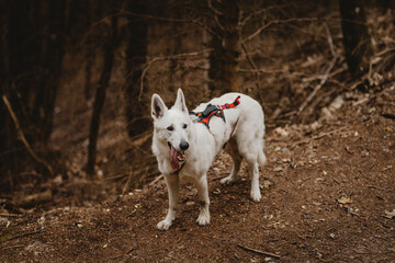 A beautiful White Swiss Shepherd dog wearing a red hiking harness, standing on a forest trail in the Alps. The dog looks alert and curious, with its tongue out after an active walk in nature