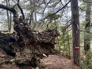 Tronc d'arbre sur le GR20 en Corse