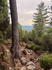 Tronc d'arbre sur le GR20 en Corse