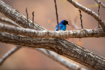 Superb Starling on a Tree Branch