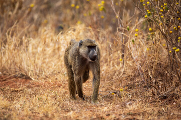 Olive baboon walking in dry savannah, Kenya © Przemysław
