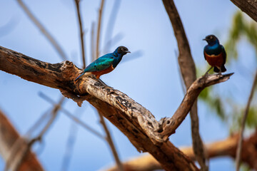 Pair of Superb Starlings on Tree Branch