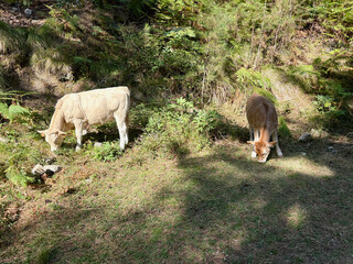 Vaches sur le GR20 Sud