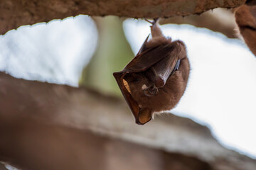 Close-up of bat hanging upside down from tree branch