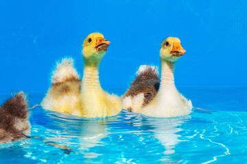 Funny  little goslings in an outdoor swimming pool.