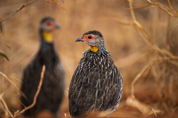 Yellow-necked Spurfowl in African Savanna