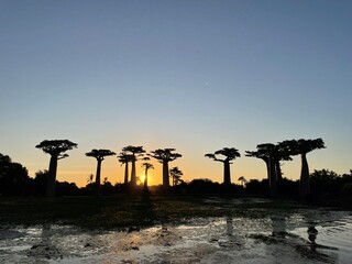 Silhouette of towering baobab trees against the sunset sky in Madagascar, View of Avenue of the Baobabs from the swamps