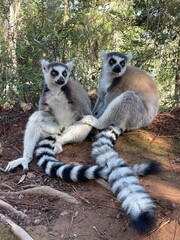 Two ring-tailed lemur (Lemur catta) in natural habitat, Madagascar