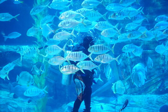 A diver feeding the fish in the aquarium in Hanoi, Vietnam