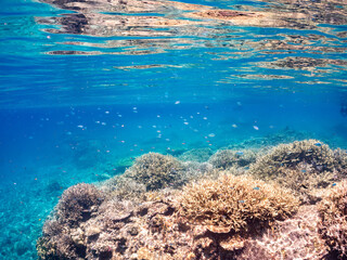 美しいデバスズメダイ、ミスジリュウキュウスズメダイ（スズメダイ科）他の群れの半水面撮影。
英名学名：Blue green damselfish, Blue green chromis (Chromis viridis), Whitetail dascyllus, Dascyllus aruanus
巨大なサンゴ礁と熱帯魚の群れ。
沖縄県島尻郡慶良間諸島座間味島嘉比島-2025/6/27
