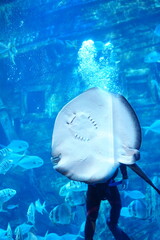 A diver feeding the fish, Ray, skate, stingray, in the aquarium in Hanoi, Vietnam