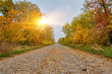 Multicolor Autumn Alley with Cobblestone Road