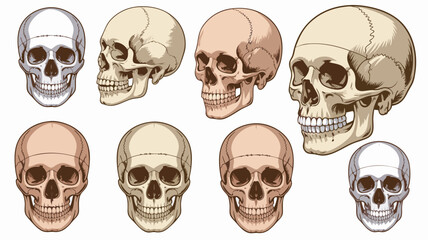 Collection of Various Colored Skull Illustrations Front and Side Views on White Background