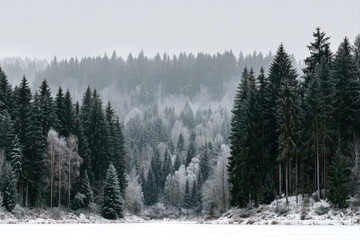 Obraz premium Snow-covered minimalist tree farm panorama with open snowy field