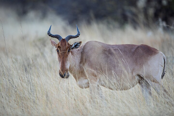 Hartebeest antelope standing in tall grass, Kenya
