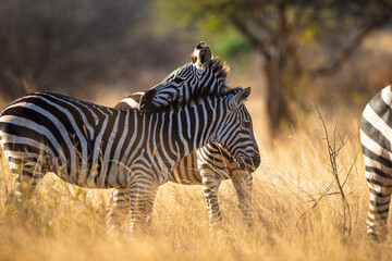 Naklejka premium Pair of zebras in golden savannah light, Kenya