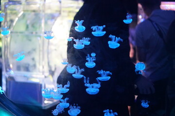 Jellyfish, moon jellyfish, Aurelia aurita and other type of jelly fish in Lotte Aquarium, Hanoi, Vietnam