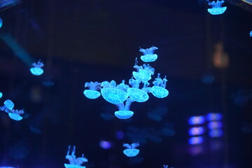 Jellyfish, moon jellyfish, Aurelia aurita and other type of jelly fish in Lotte Aquarium, Hanoi, Vietnam