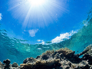 美しいデバスズメダイ、ミスジリュウキュウスズメダイ（スズメダイ科）他の群れの半水面撮影。
英名学名：Blue green damselfish, Blue green chromis (Chromis viridis), Whitetail dascyllus, Dascyllus aruanus
巨大なサンゴ礁と熱帯魚の群れ。
沖縄県島尻郡慶良間諸島座間味島嘉比島-2025/6/27
