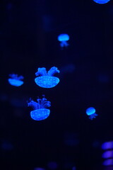 Jellyfish, moon jellyfish, Aurelia aurita and other type of jelly fish in Lotte Aquarium, Hanoi, Vietnam