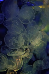 Jellyfish, moon jellyfish, Aurelia aurita and other type of jelly fish in Lotte Aquarium, Hanoi, Vietnam