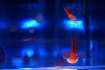 Jellyfish, moon jellyfish, Aurelia aurita and other type of jelly fish in Lotte Aquarium, Hanoi, Vietnam