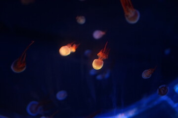 Jellyfish, moon jellyfish, Aurelia aurita and other type of jelly fish in Lotte Aquarium, Hanoi, Vietnam