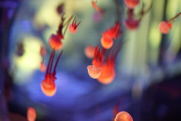 Jellyfish, moon jellyfish, Aurelia aurita and other type of jelly fish in Lotte Aquarium, Hanoi, Vietnam